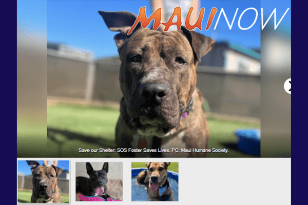 MauiNow: SOS Foster MauiNow: SOS Foster