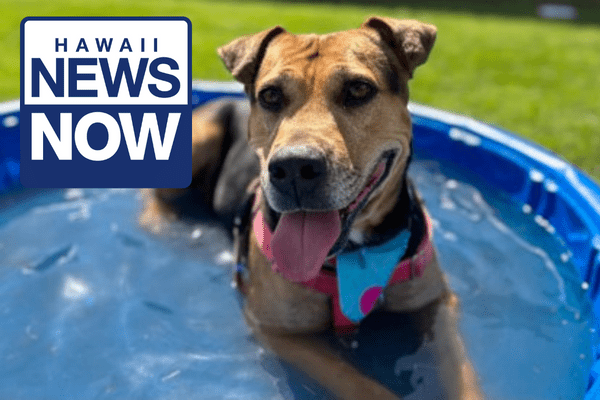 Hawaii News Now: SOS Foster