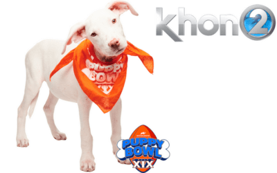 KHON2: Maui rescue pup, Elua, goes to Puppy Bowl XIX
