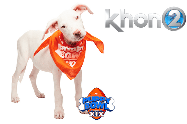 KHON2: PuppyBowl, Elua KHON2: PuppyBowl, Elua