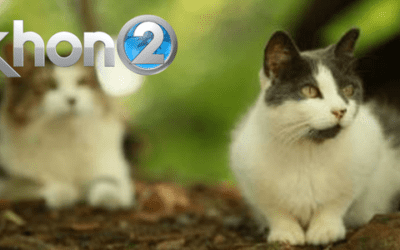 KHON2: Trap, neuter, return: You can prevent cat overpopulation