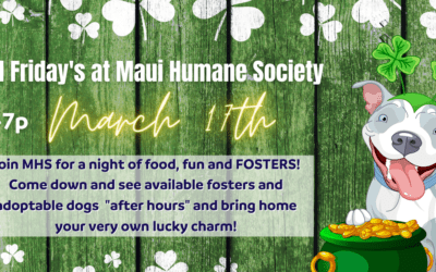 KITV4: St. Patrick’s Day 2023 | Activities for family and friends to enjoy in Hawaii