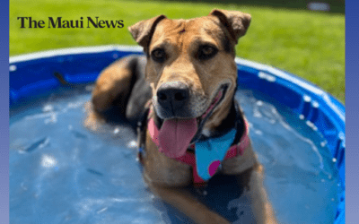The Maui News: Shelter seeking foster homes