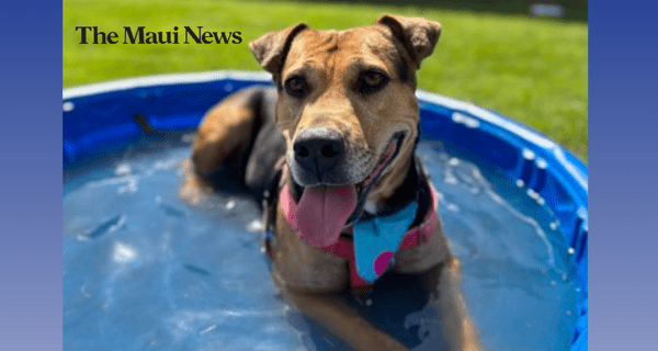 maui news suque Maui Humane Society is urgently seeking the community’s help in providing temporary homes for dogs.The Maui News: The shelter currently has 105 dogs in their care, with kennel capacity for 40 dogs.