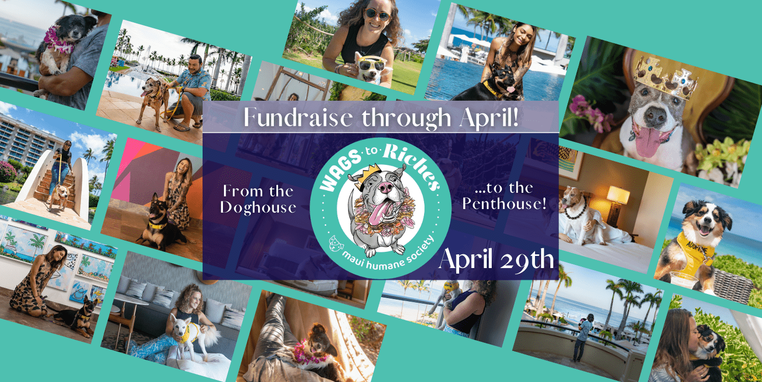 Wags to riches is BACK register to win a one night luxury stay with a shelter dog at Maui's top rated resorts! Fundraise all throughout April. Event is April 29th! Wags to riches is BACK register to win a one night luxury stay with a shelter dog at Maui's top rated resorts! Fundraise all throughout April. Event is April 29th!