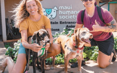 The Maui News: Animal shelter waives March adoption fees