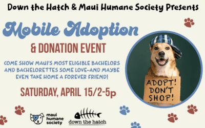 KITV4: Maui Humane Society launches a mobile adoption and donation event