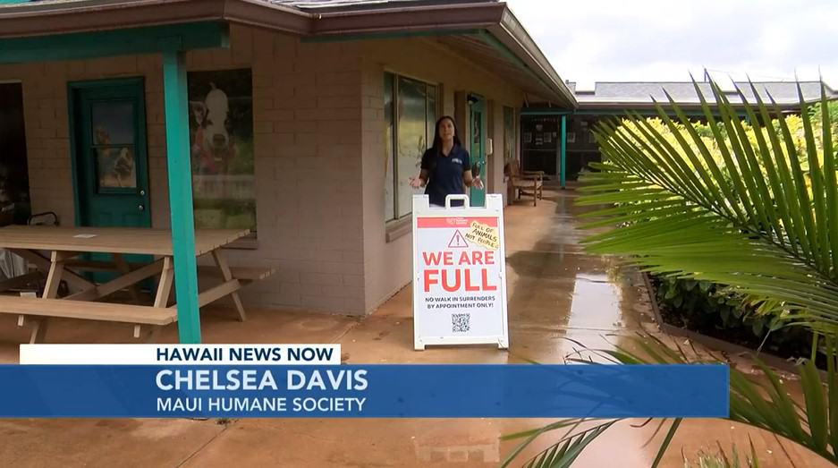 Hawaii News Now Hawaii News Now - Maui Humane Society is Full of Dogs and Need SOS Fosters immediately