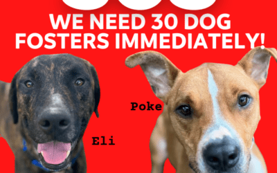 Maui Humane Society Signals the White Flag: SOS Fosters Needed Immediately as Shelter has Zero Open Kennels