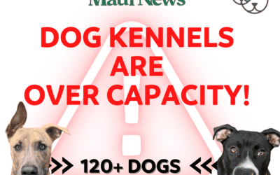The Maui News: Humane Society seeks foster help