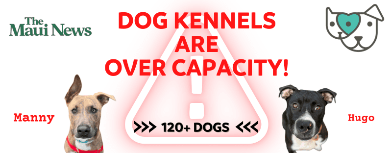 The Maui Humane Society is urgently requesting the community’s help to provide temporary homes for dogs as on Tuesday it had 120 dogs in their care and the kennel has a capacity of only 40, a news release said.