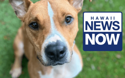 Hawaii News Now: Overcrowded Maui Humane Society in urgent need of foster homes