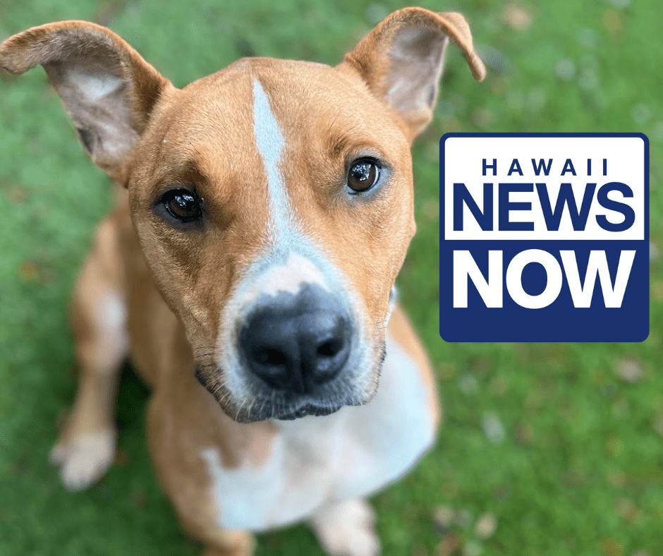 Poke - Hawaii News Now Poke - Hawaii News Now