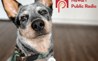 Hawaii Public Radio: Maui Humane Society distributes QR code tags to help relocate pets