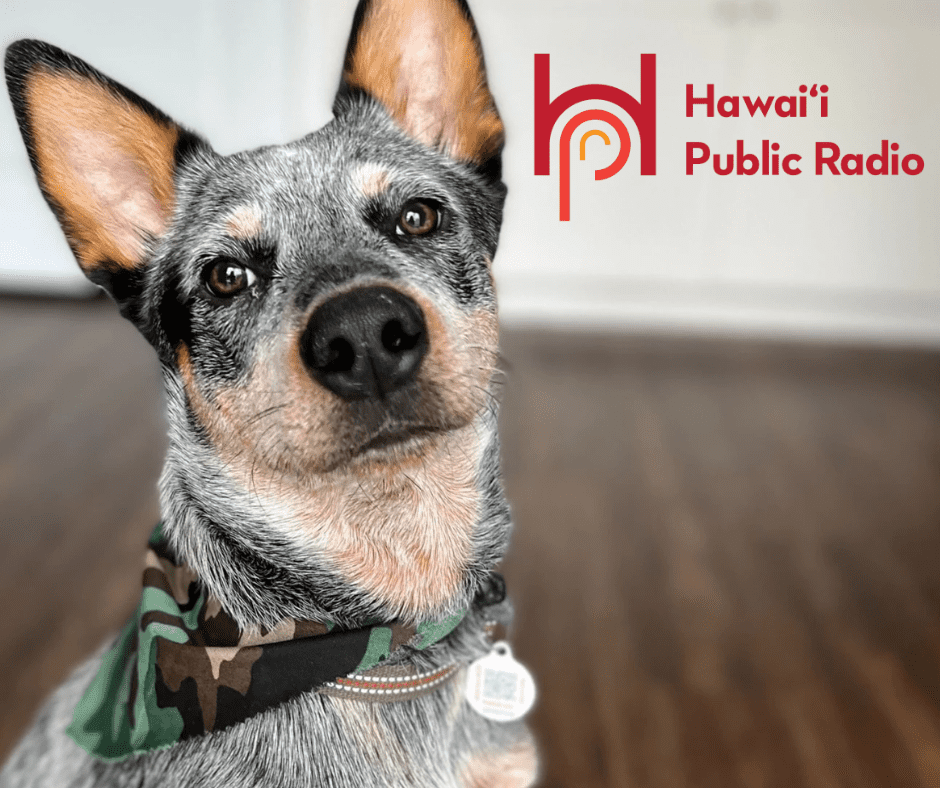 Hawaii Public Radio - MHS uses new QR Pet tags Hawaii Public Radio - MHS uses new QR Pet tags