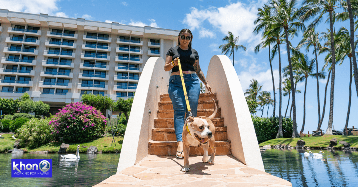 Wags to riches is BACK register to win a one night luxury stay with a shelter dog at Maui's top rated resorts! Fundraise all throughout April. Event is April 29th! Wags to riches is BACK register to win a one night luxury stay with a shelter dog at Maui's top rated resorts! Fundraise all throughout April. Event is April 29th!