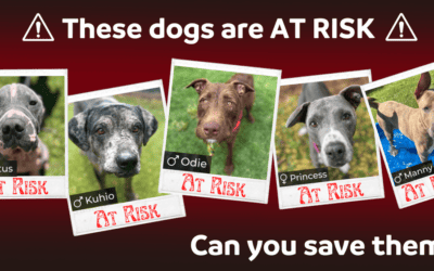 Maui Humane Society Faces Heartbreaking Euthanasia Decisions Amongst Extreme Overcrowding