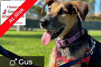 Gus is At-Risk and needs an adopter Gus is At-Risk and needs an adopter