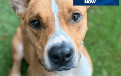 Fox19: Pet foundation begins May with Empty the Shelters adoption event