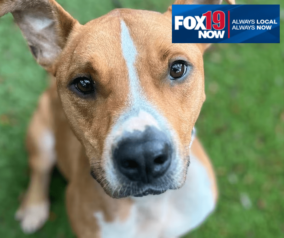 Fox19 - Empty the Shelters Empty the Shelters - Poke, Maui Humane Society Dog is the face of Fox19 Cincinnati, Ohio's Empty the Shelter Campaign