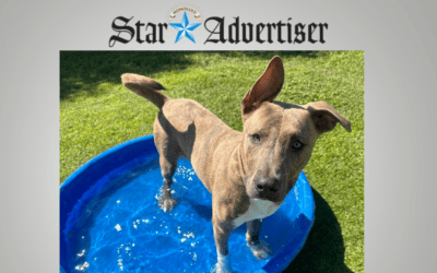 Overcrowded Maui Humane Society pleads for help