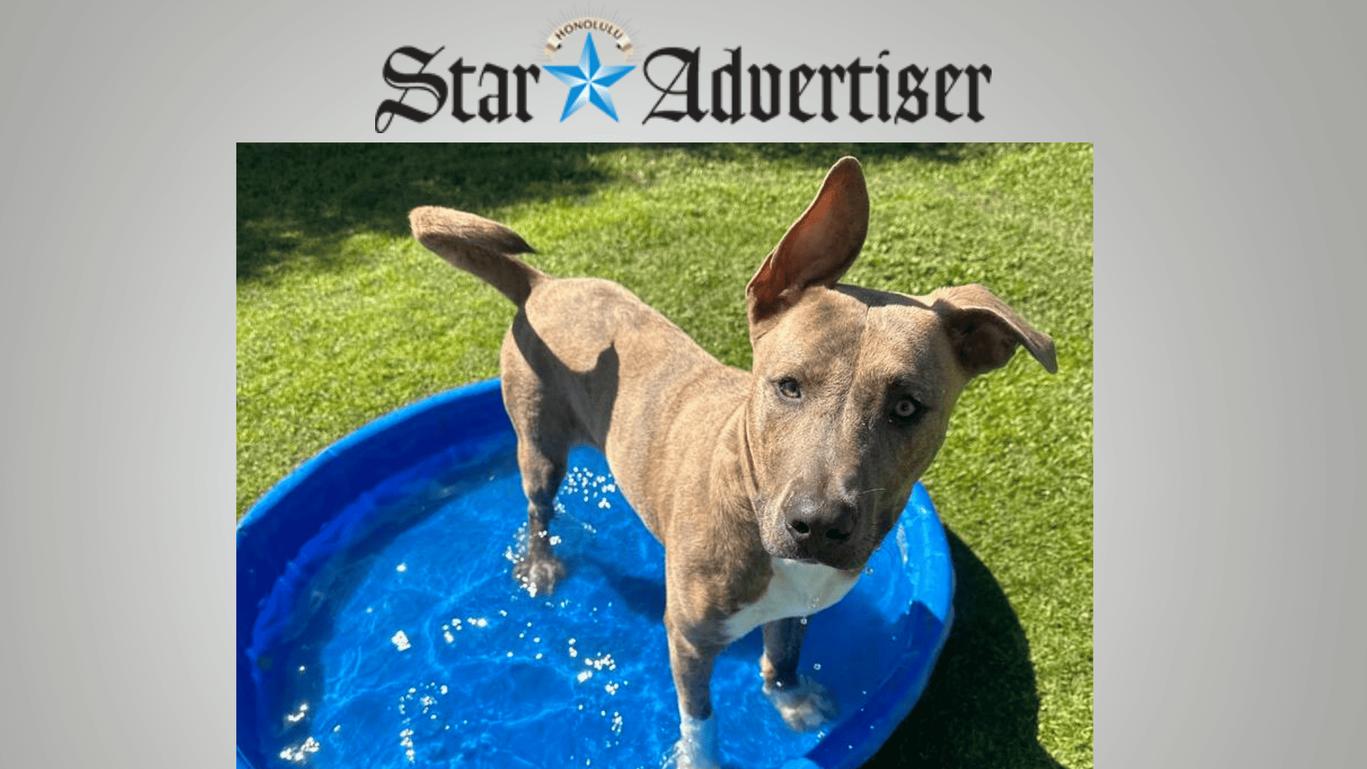 COURTESY MAUI HUMANE SOCIETY Manny, a 1-year-old brindle dog who enjoys hikes and trips to the beach, is available for adoption. Manny has an at-risk banner across his posted photo, meaning he is at risk for euthanasia due to ongoing overcapacity at the Maui Humane Society. COURTESY MAUI HUMANE SOCIETY</p>
<p>Manny, a 1-year-old brindle dog who enjoys hikes and trips to the beach, is available for adoption. Manny has an at-risk banner across his posted photo, meaning he is at risk for euthanasia due to ongoing overcapacity at the Maui Humane Society.