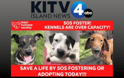 Maui Humane Society facing severe overcrowding, urgently seeking fosters and adoptions