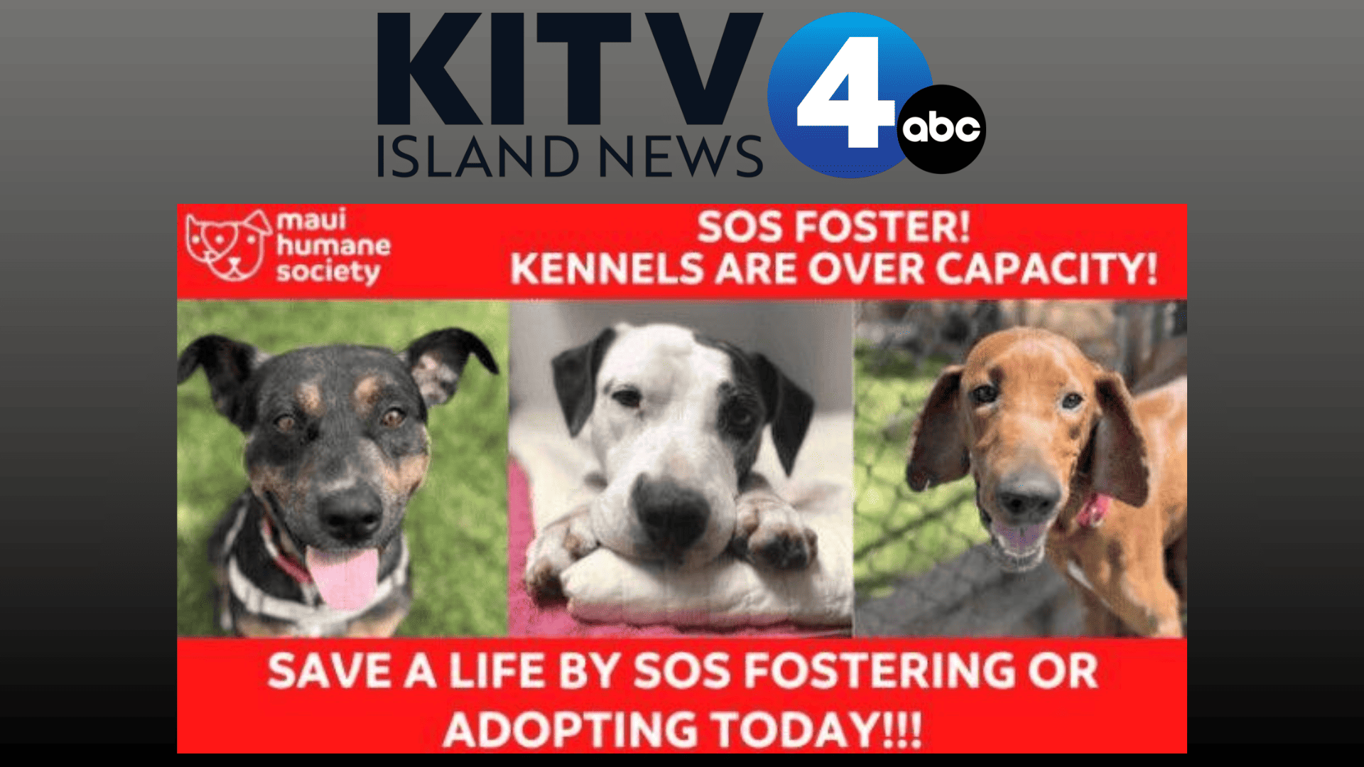 KITV4 Island News: Maui Humane Society facing severe overcrowding, urgently seeking fosters and adoptions KITV4 Island News: Maui Humane Society facing severe overcrowding, urgently seeking fosters and adoptions