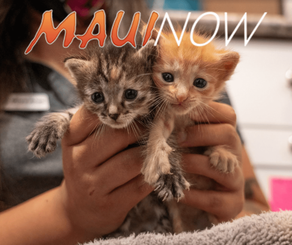 MauiNow - MHS Participates in National Adoption Event, Empty the Shelters through May 15 MauiNow - MHS Participates in National Adoption Event, Empty the Shelters through May 15