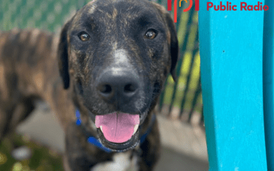 Hawaii Public Radio: Fill your home with furry friends during reduced adoption fee event