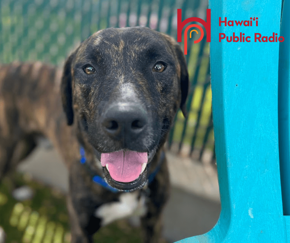 Hawaii Public Radio: Empty the Shelters Hawaii Public Radio: Empty the Shelters