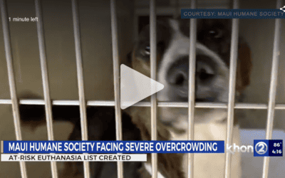 Maui Humane Society faces euthanasia decisions during overcrowding crisis