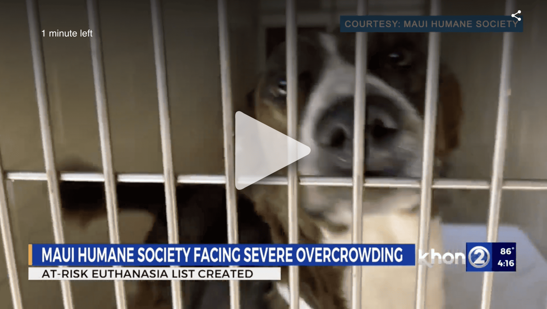 HONOLULU (KHON2) — The Maui Humane Society is faced with the devastating decision of possibly euthanizing some animals as they deal with extreme overcrowding. According to the Maui Humane Society, they have over 130 dogs in care and only 40 kennels so for the first time in years the shelter is forced to create a list of at-risk animals for euthanasia. HONOLULU (KHON2) — The Maui Humane Society is faced with the devastating decision of possibly euthanizing some animals as they deal with extreme overcrowding. According to the Maui Humane Society, they have over 130 dogs in care and only 40 kennels so for the first time in years the shelter is forced to create a list of at-risk animals for euthanasia.