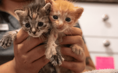 Star Advisor: Hawaii’s humane societies offer reduced adoption fees