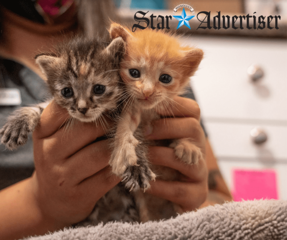 Honolulu Star Advisor Honolulu Star Advisor: Empty the Shelters