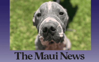 Humane Society issues plea to ease overcrowding