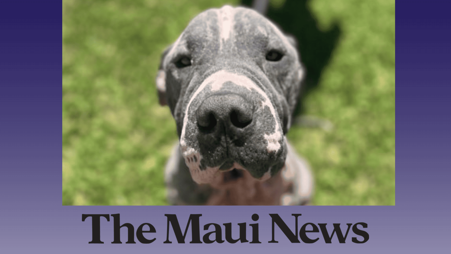 (The Maui News): For the first time in years, the Maui Humane Society said on Tuesday that it has a list of at-risk animals for euthanasia due to extreme overcrowding at the Puunene shelter. (The Maui News): For the first time in years, the Maui Humane Society said on Tuesday that it has a list of at-risk animals for euthanasia due to extreme overcrowding at the Puunene shelter.