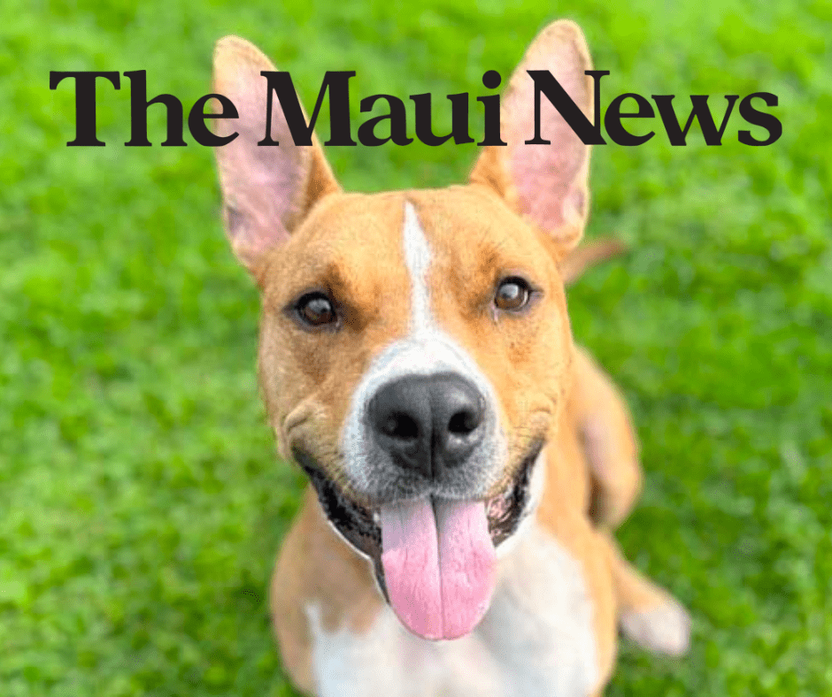 The Maui News The Maui News: Maui Humane Society participates in Empty the Shelters