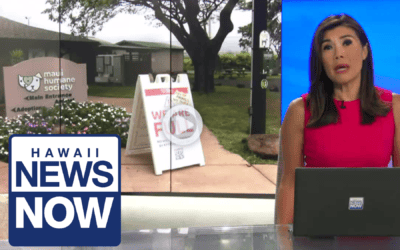 Hawaii News Now: Maui Humane Society fears euthanasia may be only option for dogs at overcrowded facility