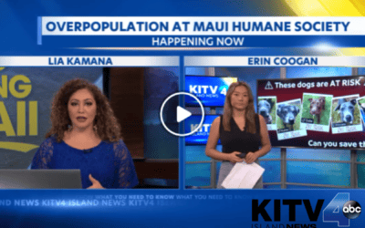 KITV4: Facing severe overcrowding, Maui Humane Society contemplates euthanasia