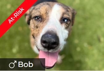 Bob is At-Risk and needs a foster or adopter Bob is At-Risk and needs a foster or adopter