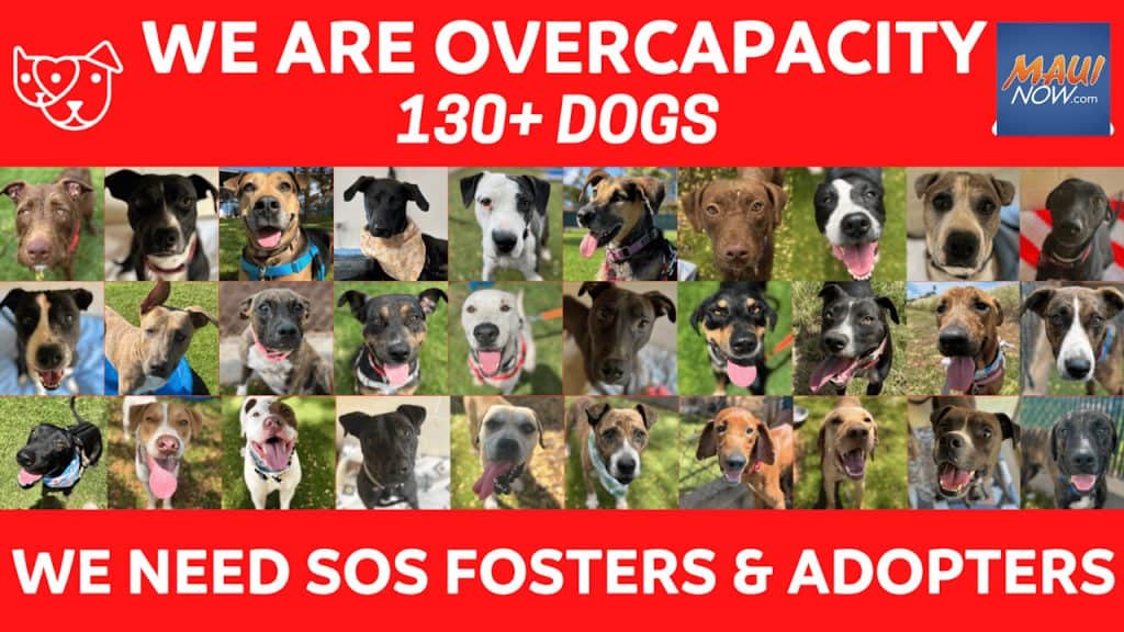 Maui Now: Maui Humane Society issues urgent plea to address extreme overcrowding of kennels Maui Now: Maui Humane Society issues urgent plea to address extreme overcrowding of kennels