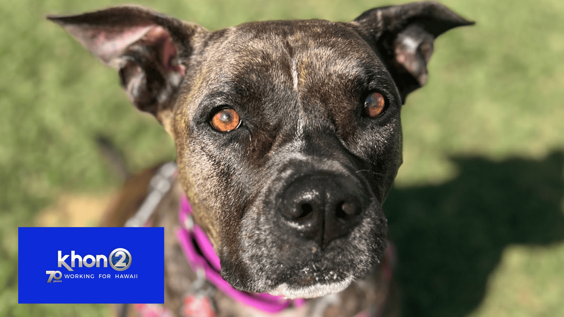 Nala wants your love: Wags ‘n Whiskers Wednesday