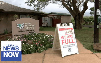 Adopt, foster, donate or volunteer: Neighbor island animal shelters need your help