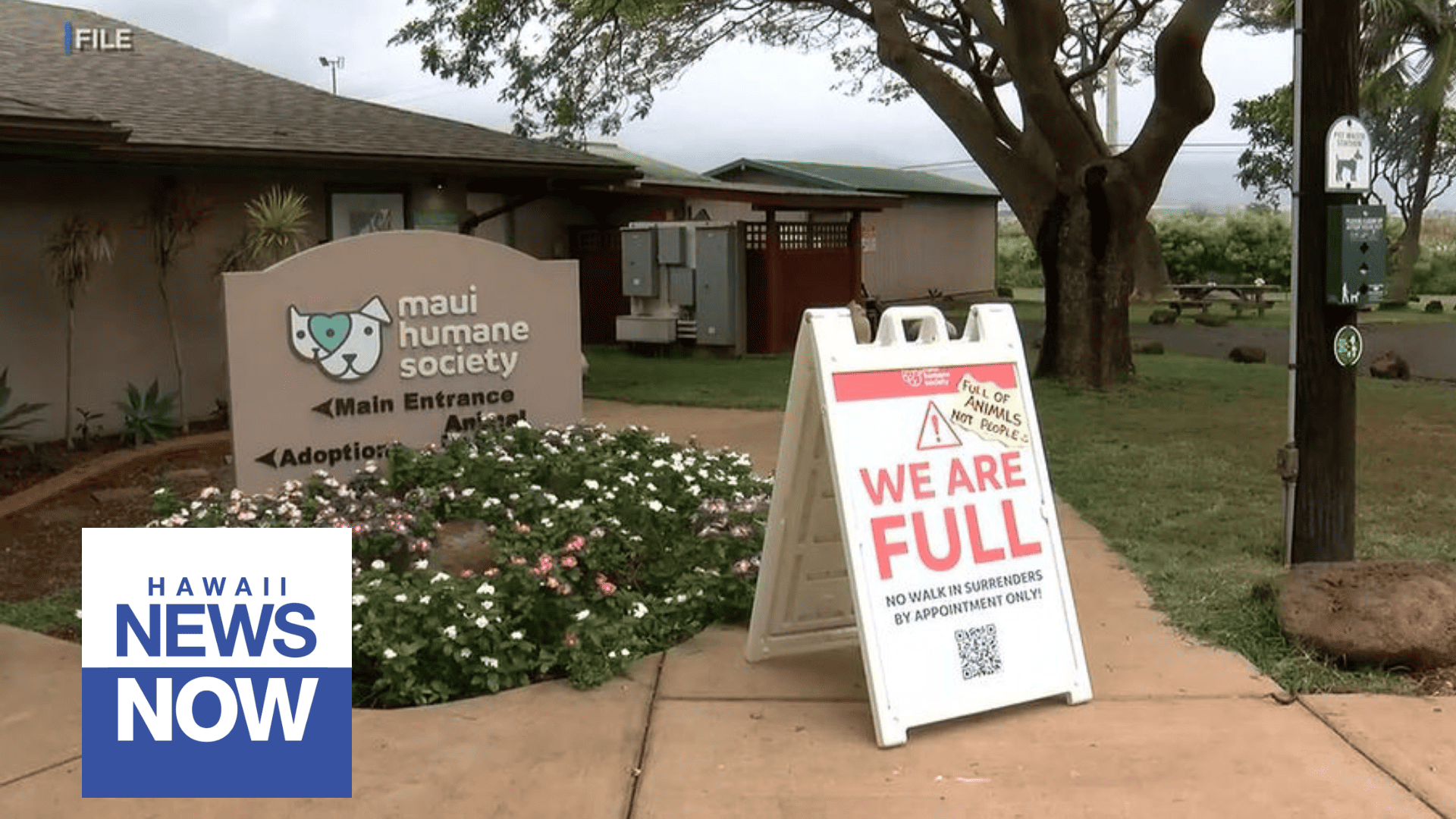 Adopt, foster, donate or volunteer: Neighbor island animal shelters need your help