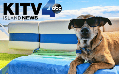 KITV4: Share your pet photos with Maui Humane Society