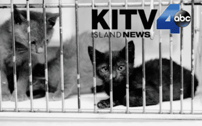 KITV4: Animal shelters across Hawaii plea for help due to overcrowding