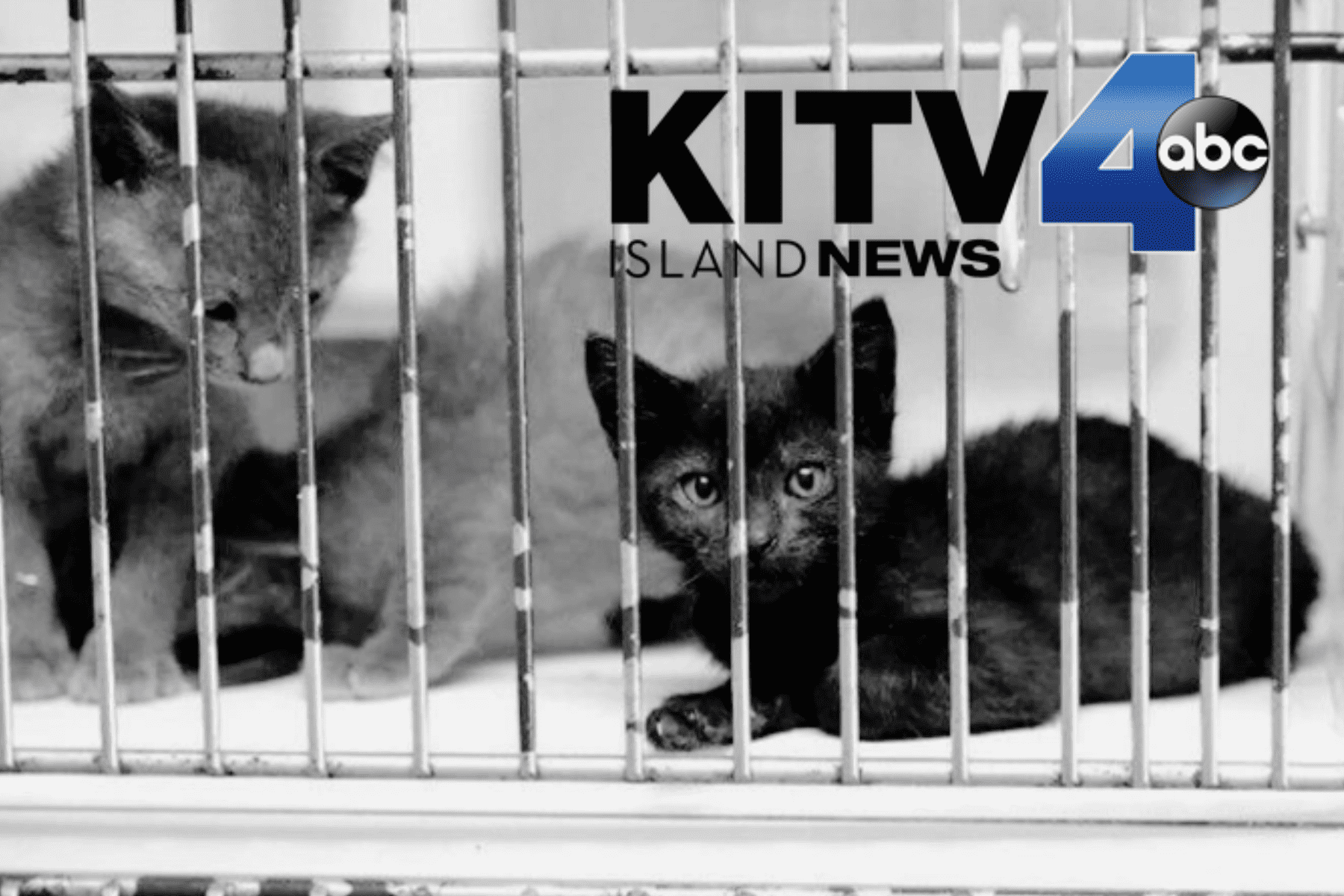 KITV4: Animal shelters across Hawaii plea for help due to overcrowding KITV4: Animal shelters across Hawaii plea for help due to overcrowding
