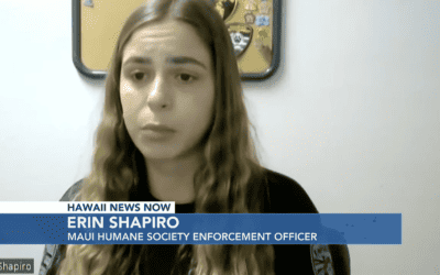 Hawaii News Now: Maui Humane Society searching for witnesses after puppy shot by pellet gun