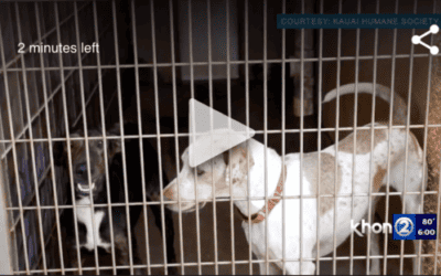 Animal shelters offering resources in effort to tackle capacity crisis